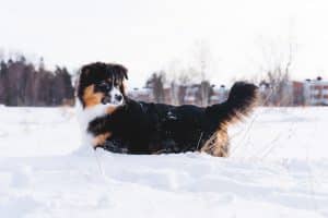 Lekande hund i snö, hundmat