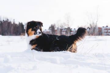 Lekande hund i snö, hundmat