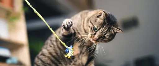 Katt leker med en leksak