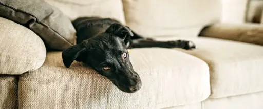 Inaktiv hund