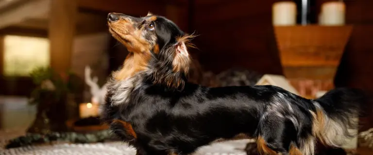 Motioniera och lek med hunden inomhus