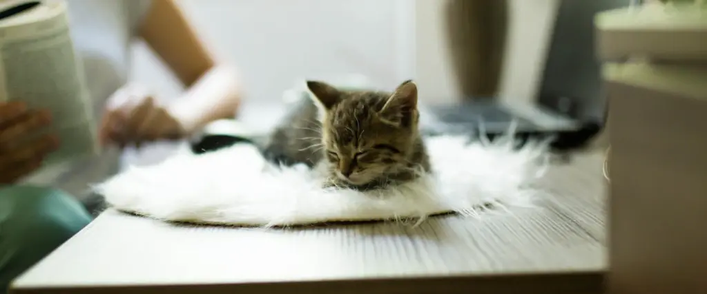 Dela hemmakontoret med kattenartikelbild