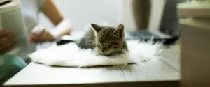 Dela hemmakontoret med katten nyhetsbild