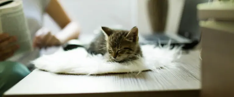 Dela hemmakontoret med katten nyhetsbild