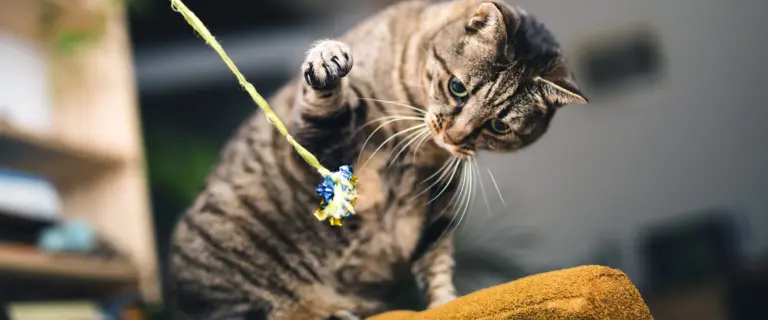 Kattungars utveckling