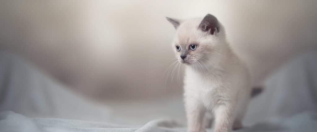 Kattunge hemma – Bra start med Husseartikelbild