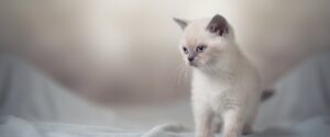 Kattunge hemma – Bra start med Husse nyhetsbild