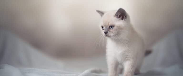 Kattunge hemma – Bra start med Husse nyhetsbild