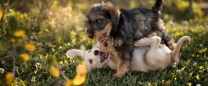 Utrustning till hunden