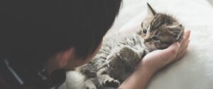Allt din kattunge behöver