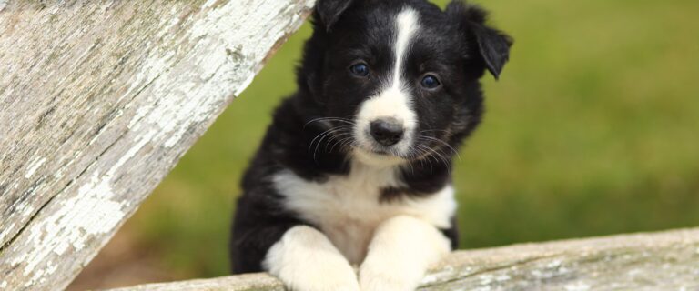 Valpens första besök hos veterinären