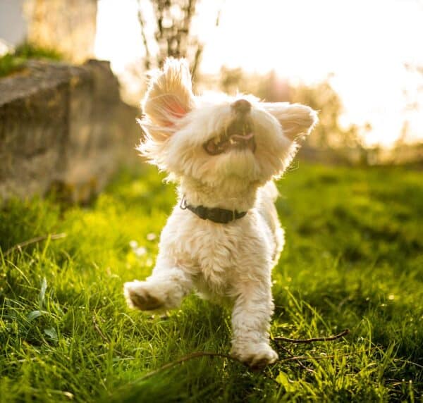 Hundhalsband - Aktiv - Bild 2