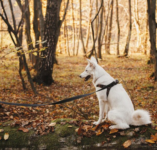 Hundsele - Aktiv, sele i nylon och neopren - Bild 2