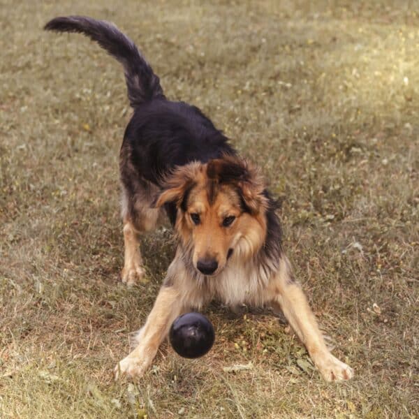 Hundleksak - Boll, studsande gummiboll - Bild 2