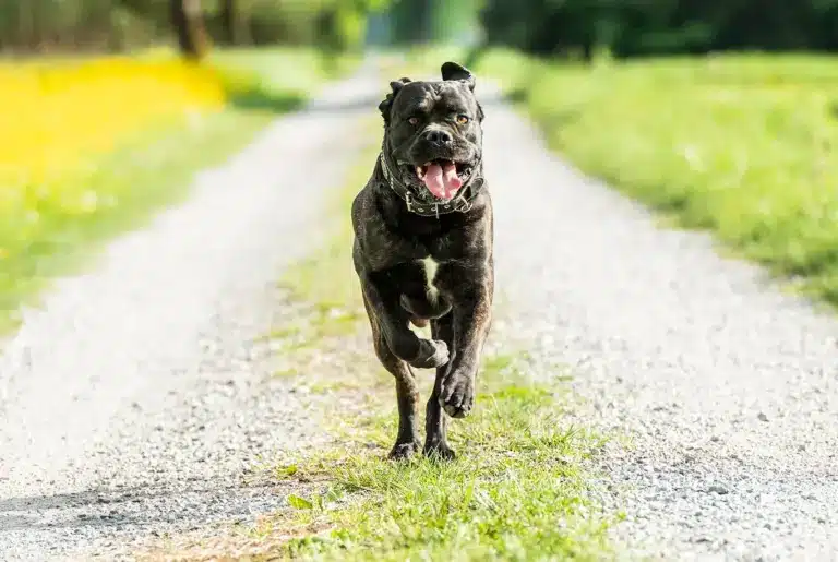 Cane corso nyhetsbild