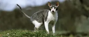 Cornish Rex