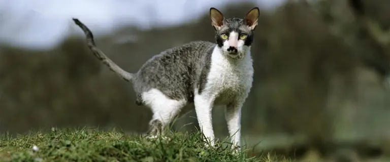 Cornish Rex