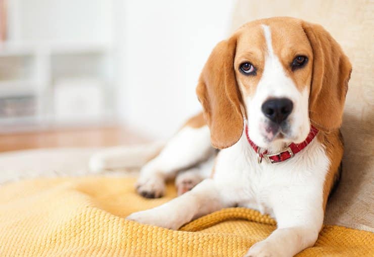 Beagle nyhetsbild