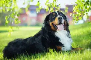 Berner sennenhund nyhetsbild