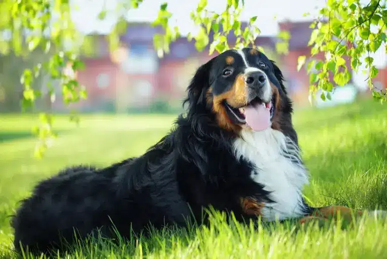 Berner sennenhund nyhetsbild
