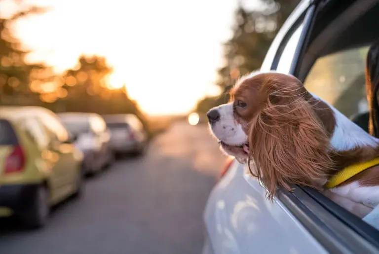 Cavalier King Charles Spaniel nyhetsbild