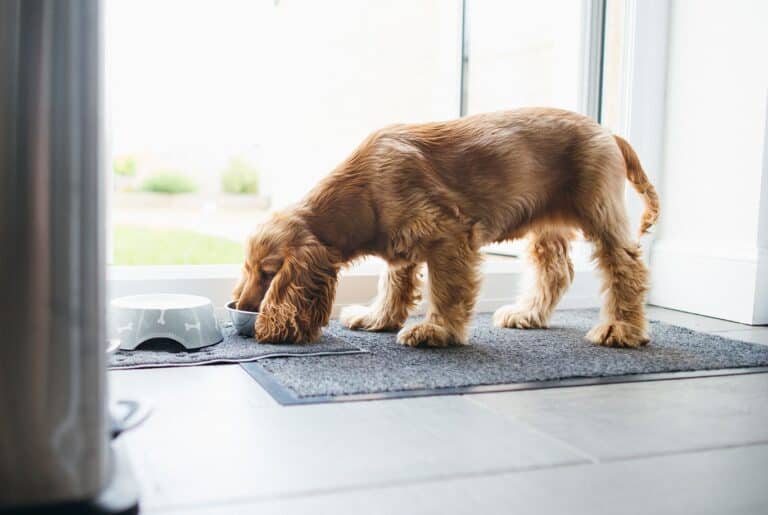 Cocker Spaniel nyhetsbild