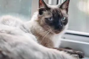 Siames katter nyhetsbild