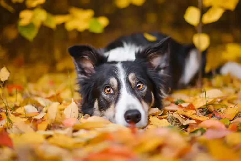 Border Collie nyhetsbild