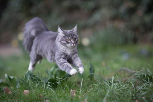 Maine Coon