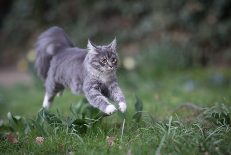 Maine Coon