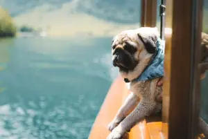 Mops nyhetsbild