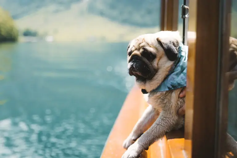 Mops nyhetsbild