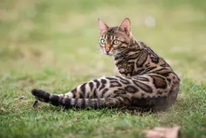 Bengal katter