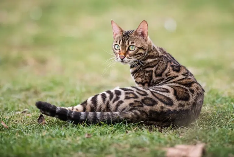 Bengal katter
