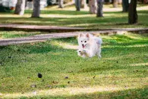 Pomeranian nyhetsbild