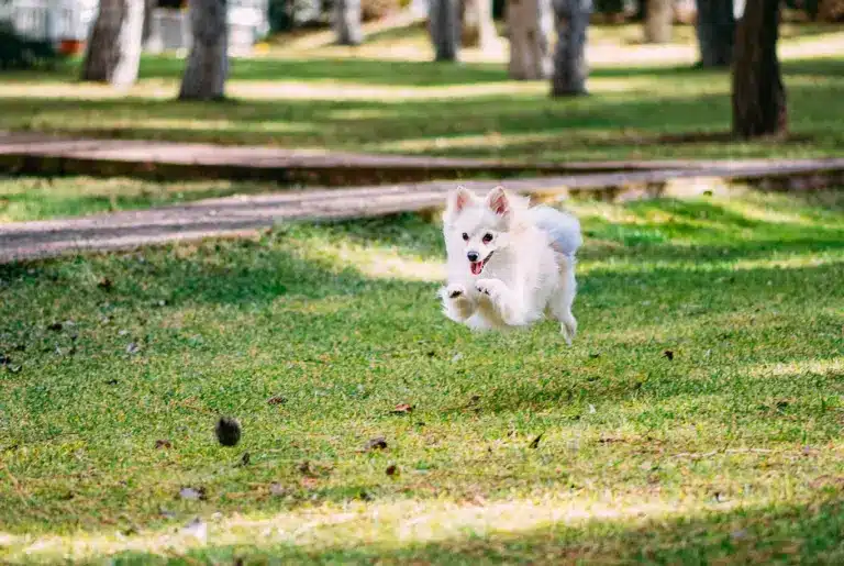 Pomeranian nyhetsbild