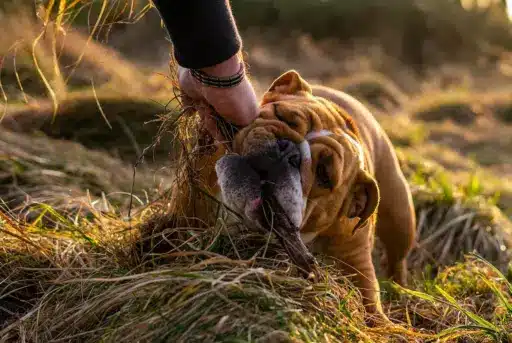 Engelsk bulldog