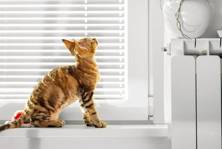Devon Rex