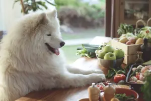 Samojed nyhetsbild