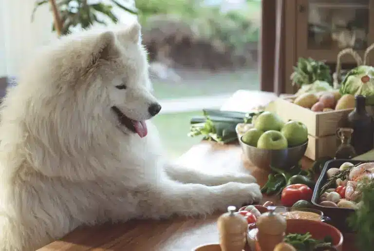 Samojed nyhetsbild