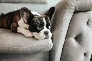 Fransk Bulldog nyhetsbild