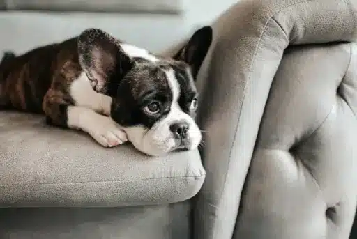 Fransk bulldog