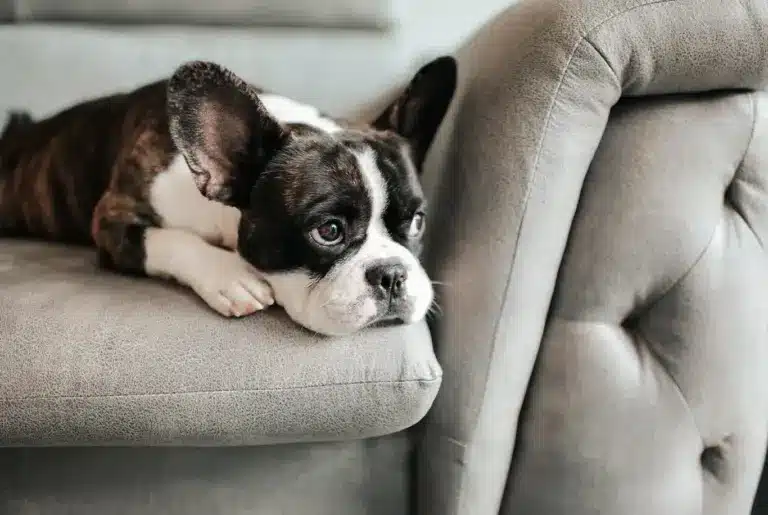 Fransk Bulldog nyhetsbild