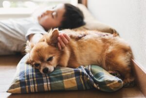 Chihuahua nyhetsbild