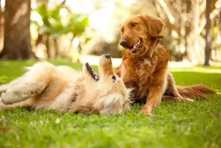 Golden Retrieverartikelbild