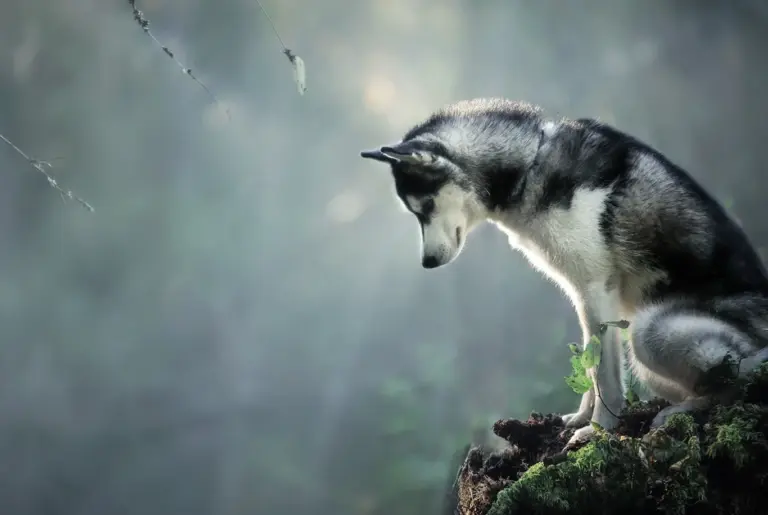 Siberian Husky nyhetsbild