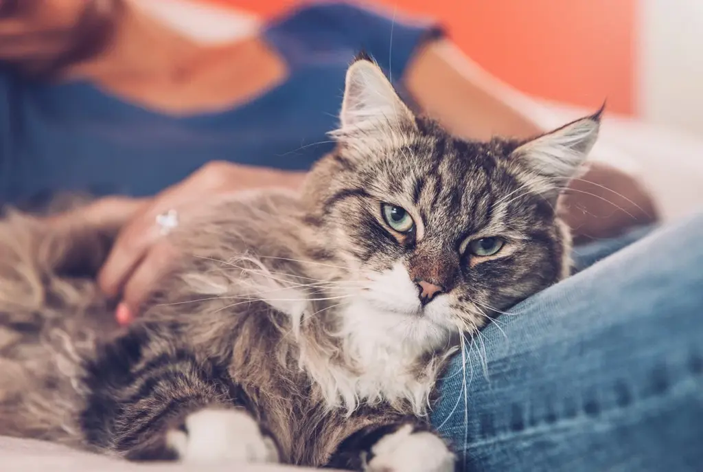 Sibirisk kattartikelbild