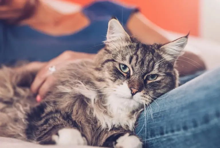 Sibirisk katt nyhetsbild
