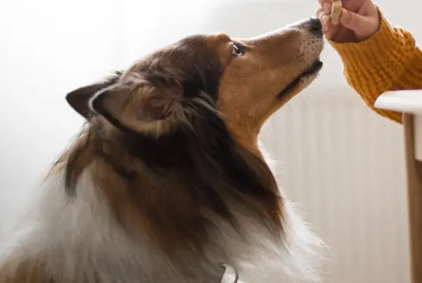 Kosttillskott hund - Hepatic Tablets, 30 tabletter för att stödja leverfunktionen - Bild 3