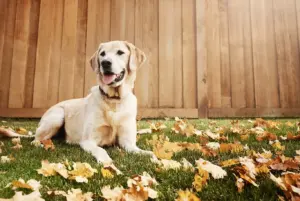 Labrador Retriever nyhetsbild